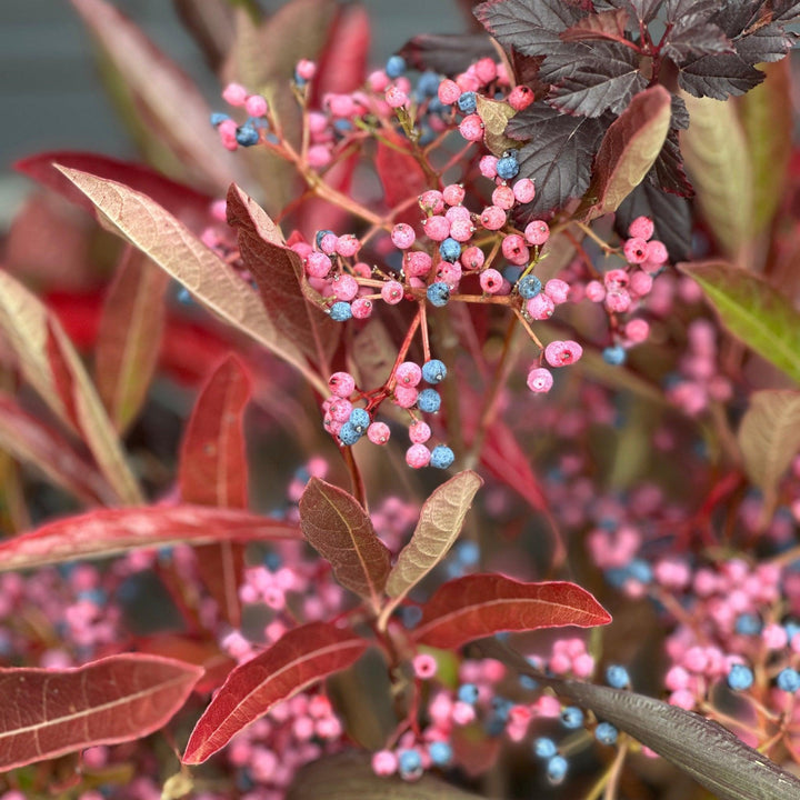 Brandywine® Viburnum
