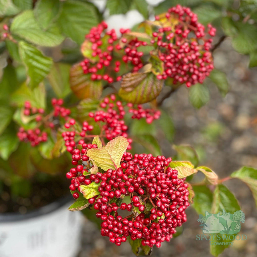 viburnum-dilatatum-cardinal-candy