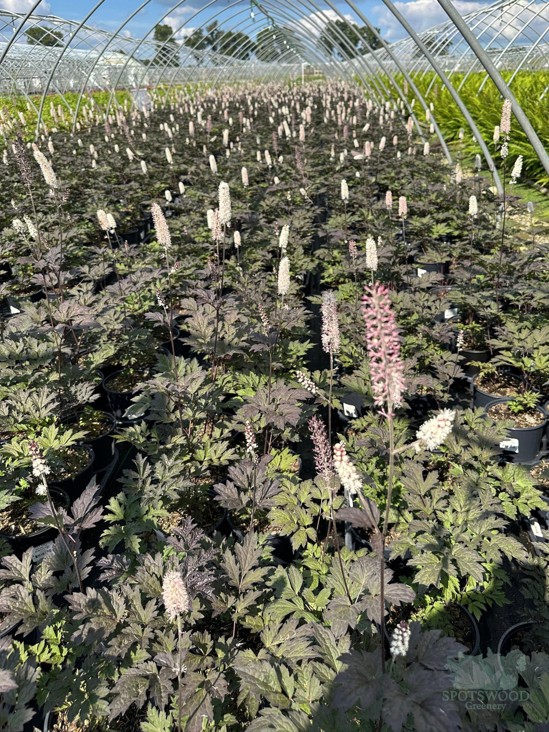 crop shot of Brunette Bugbane