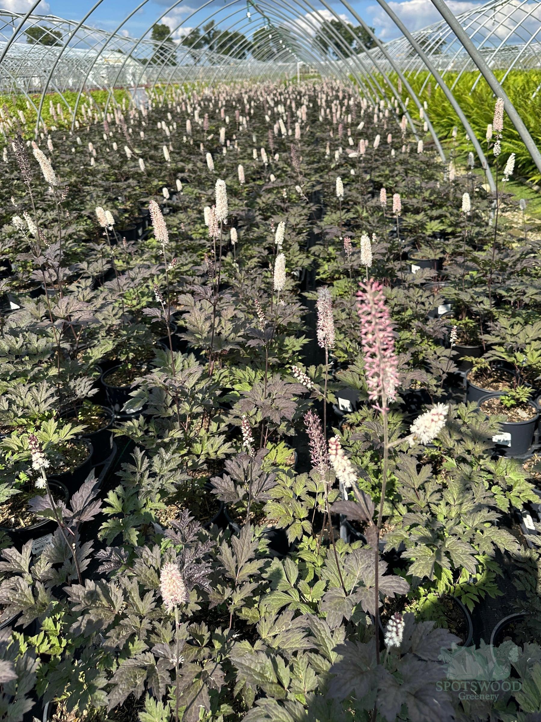 crop shot of Brunette Bugbane