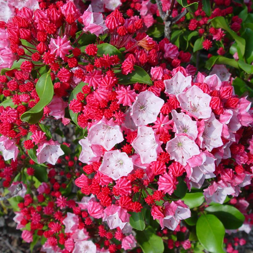 Mountain Laurel