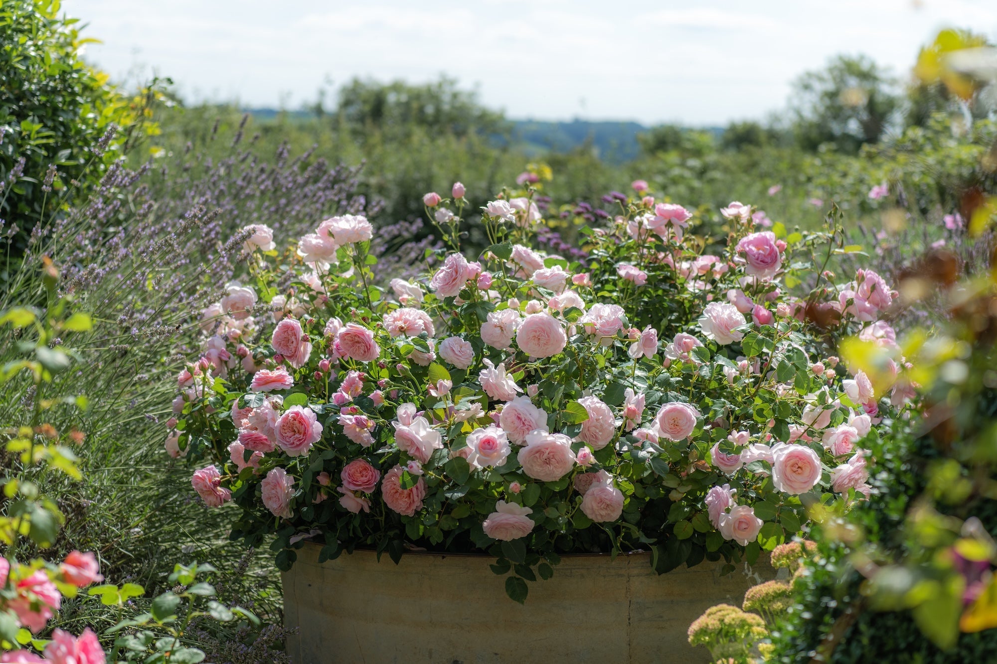David Austin Roses