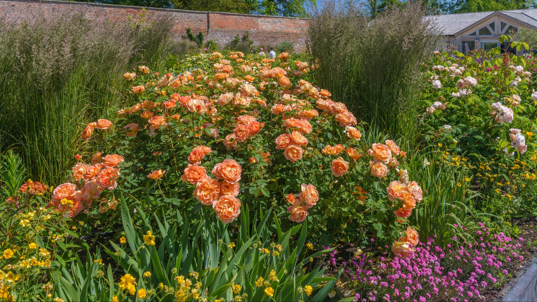 David Austin® Roses