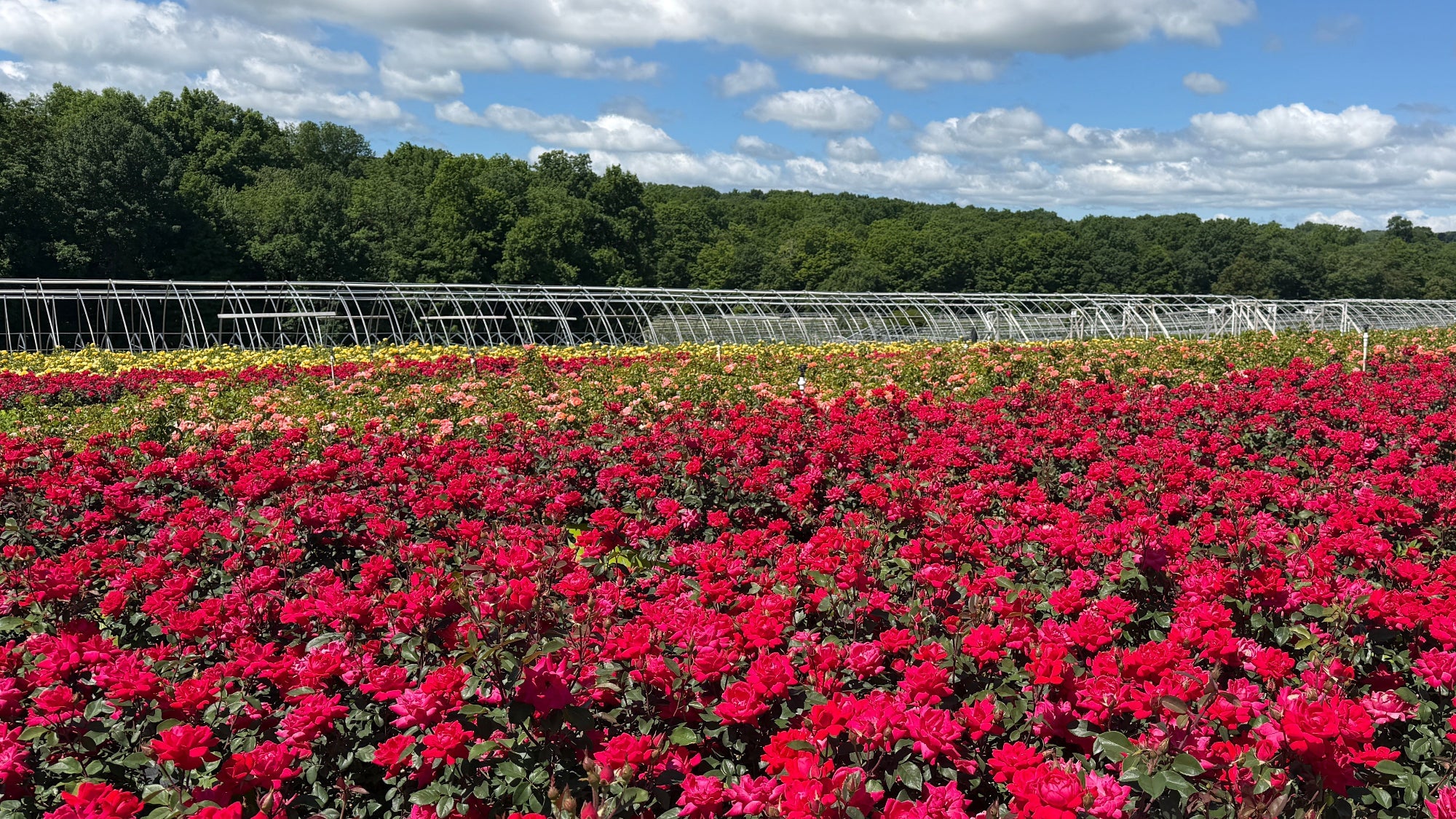 Roses – Spotswood Greenery