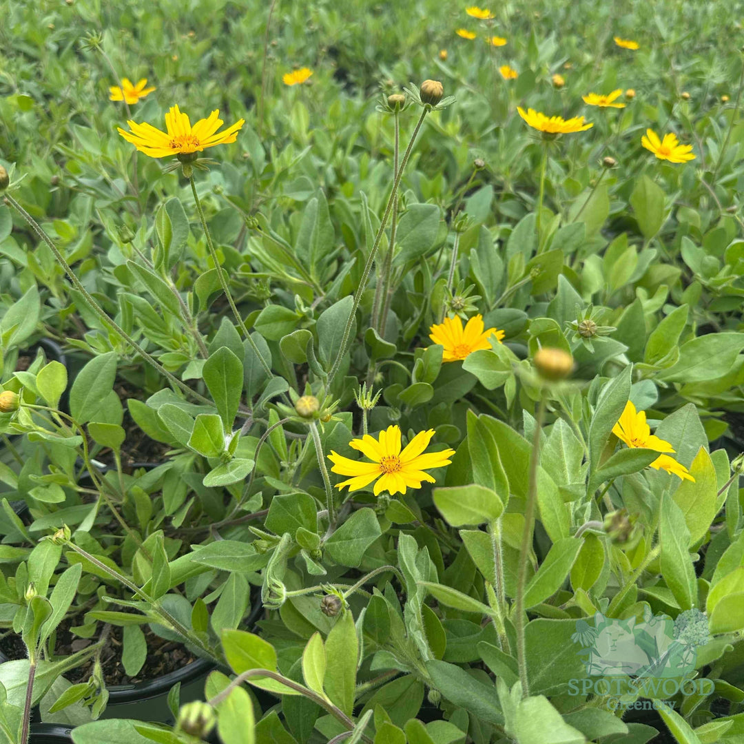 North American Natives