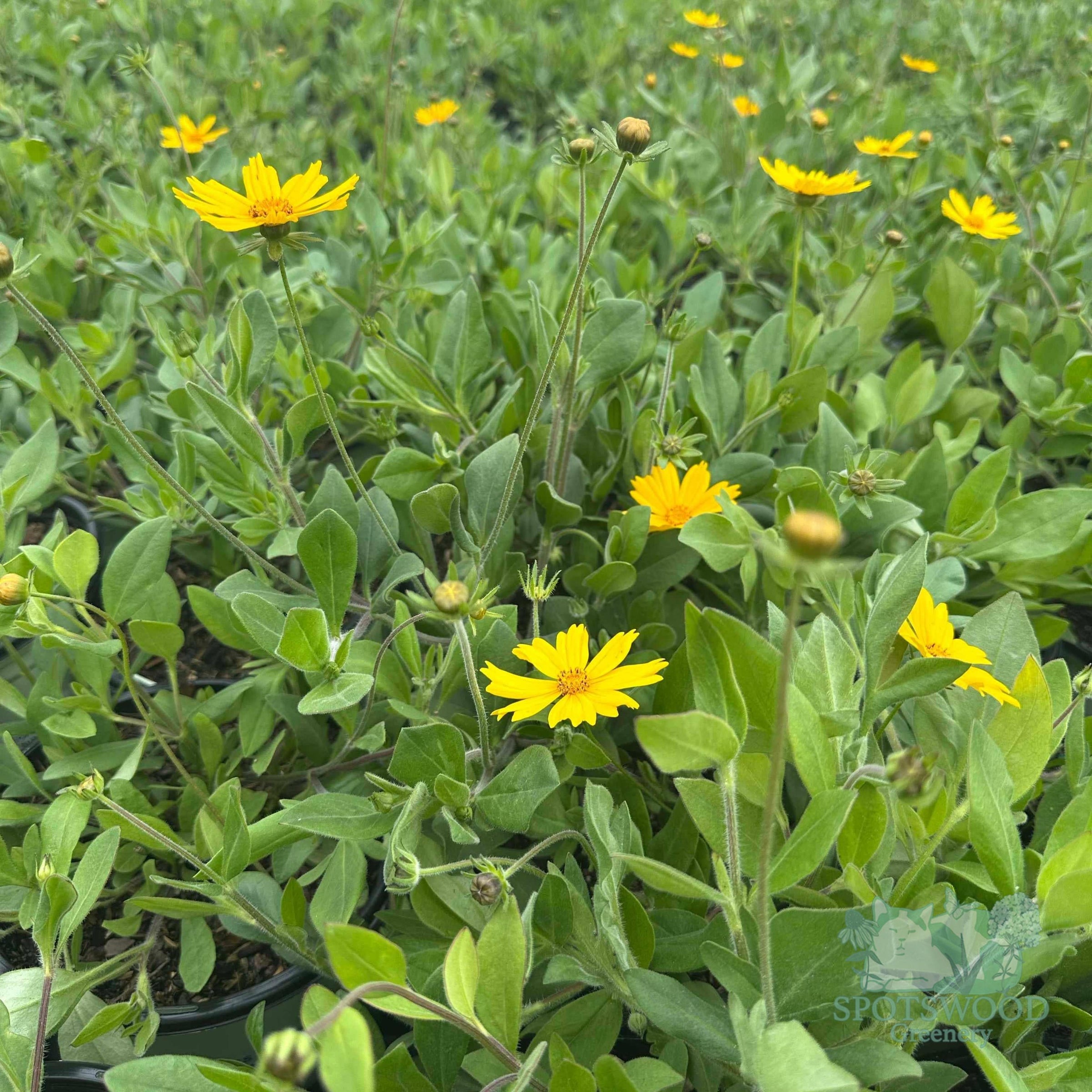 North American Natives