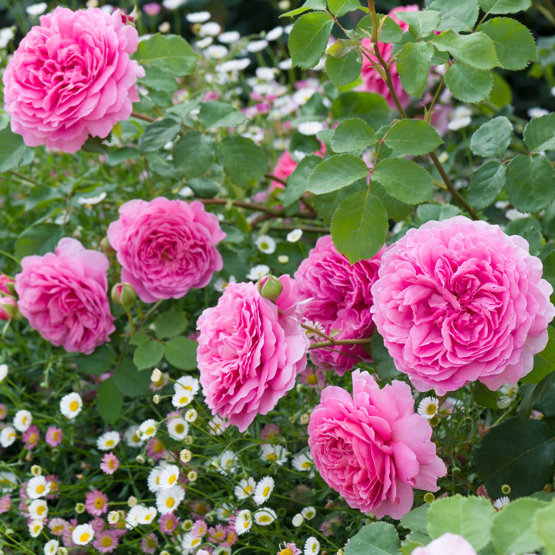 princess alexandra english rose