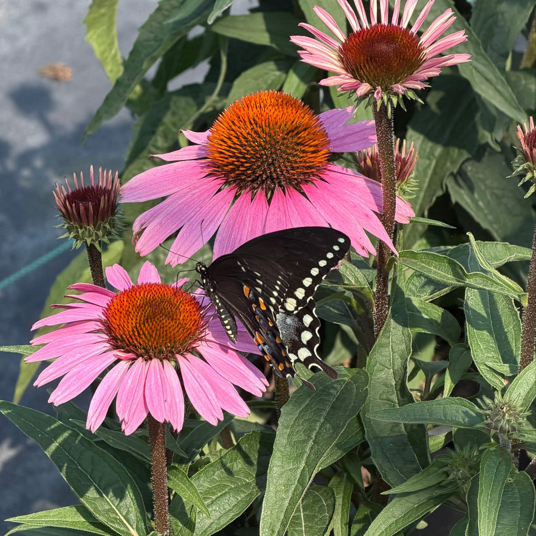 Coneflowers