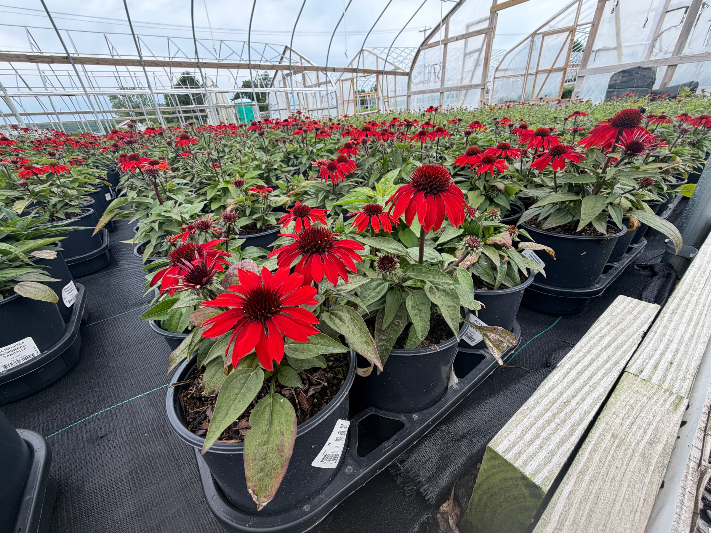 Coneflowers