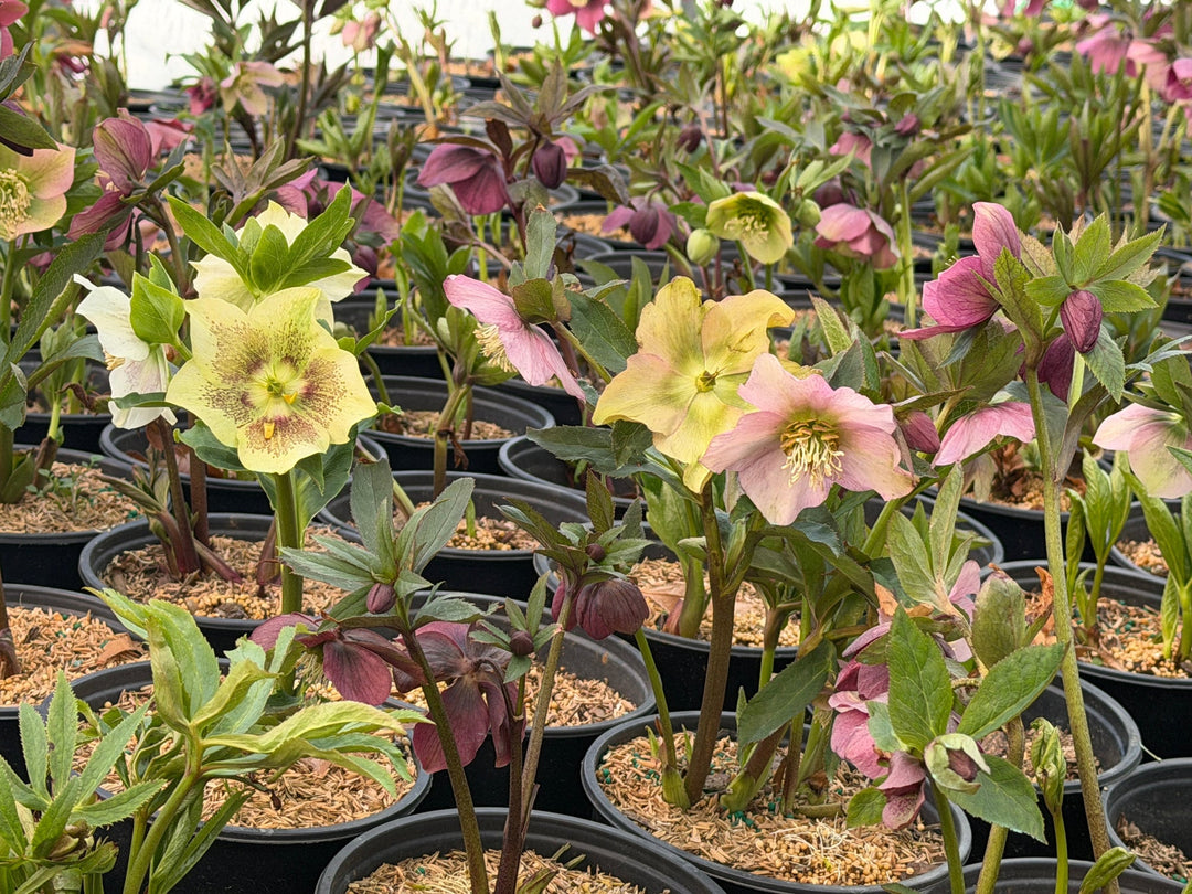 Deer Resistant Plants