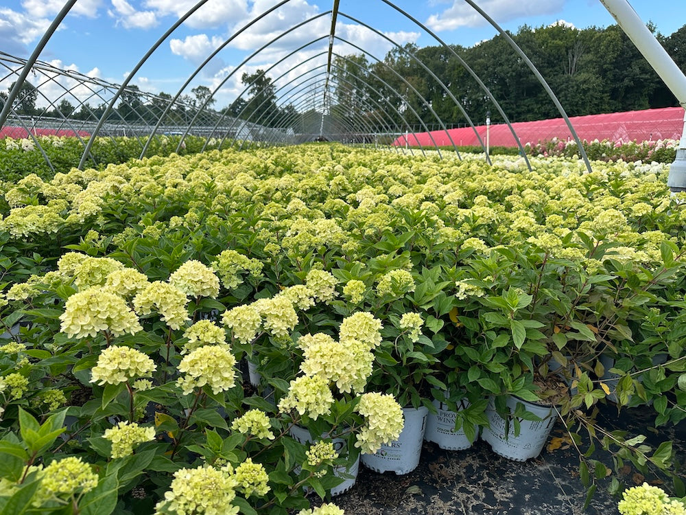 Shrubs – Spotswood Greenery