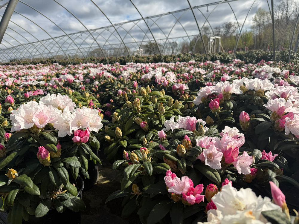 Rhododendrons and Azaleas