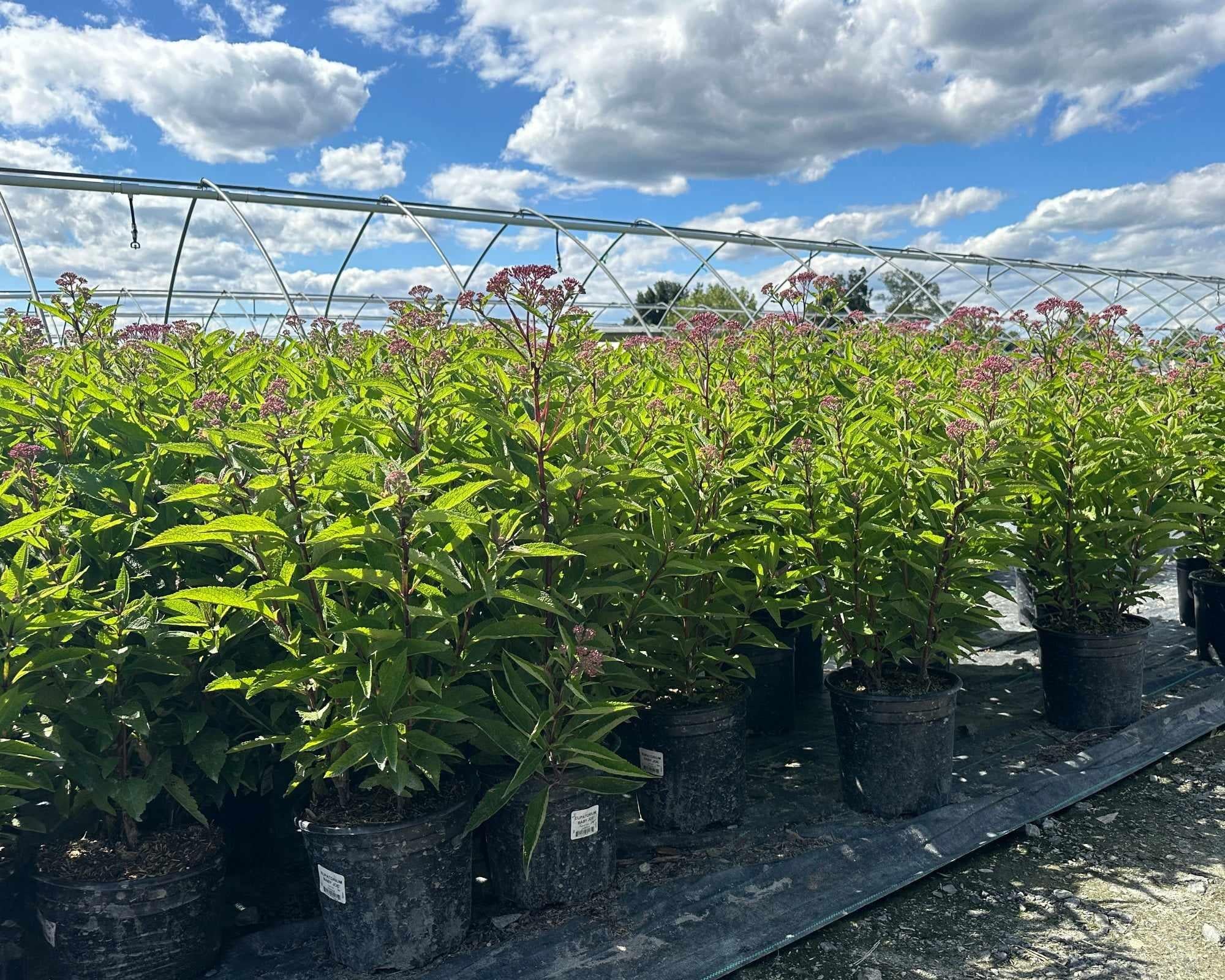 row of joe pye weed plants in containers