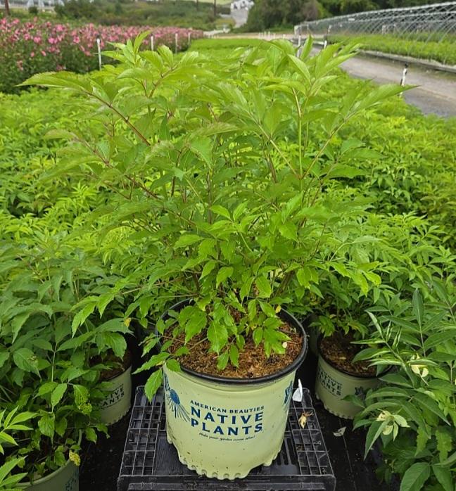Elderberry in nursery pot |Prides Corner Farms