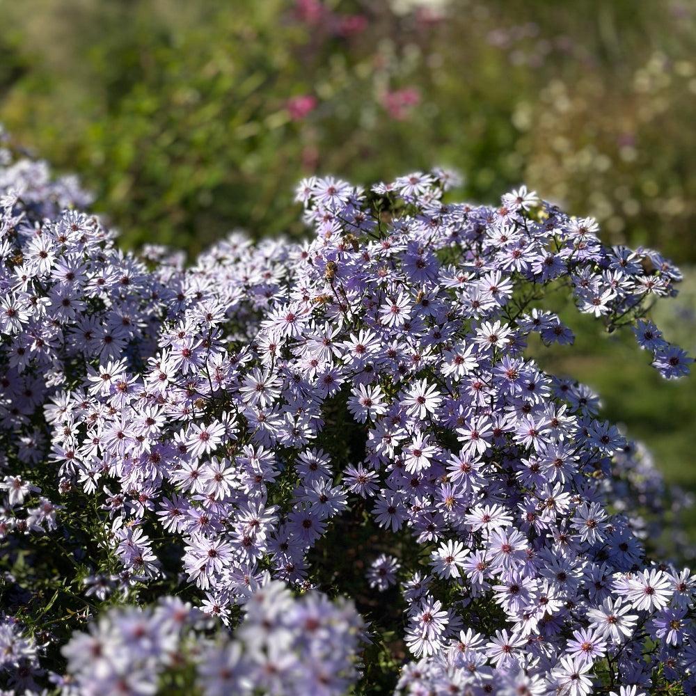 Smooth Aster |Spotswood Greenery