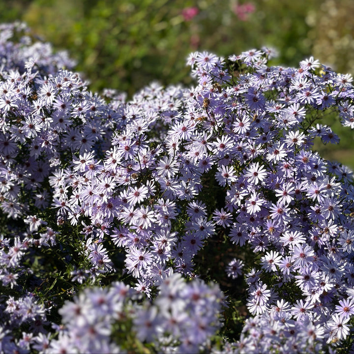 Bluebird Smooth Aster