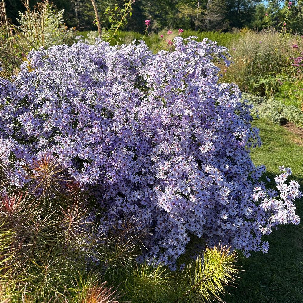 Smooth Aster |Spotswood Greenery