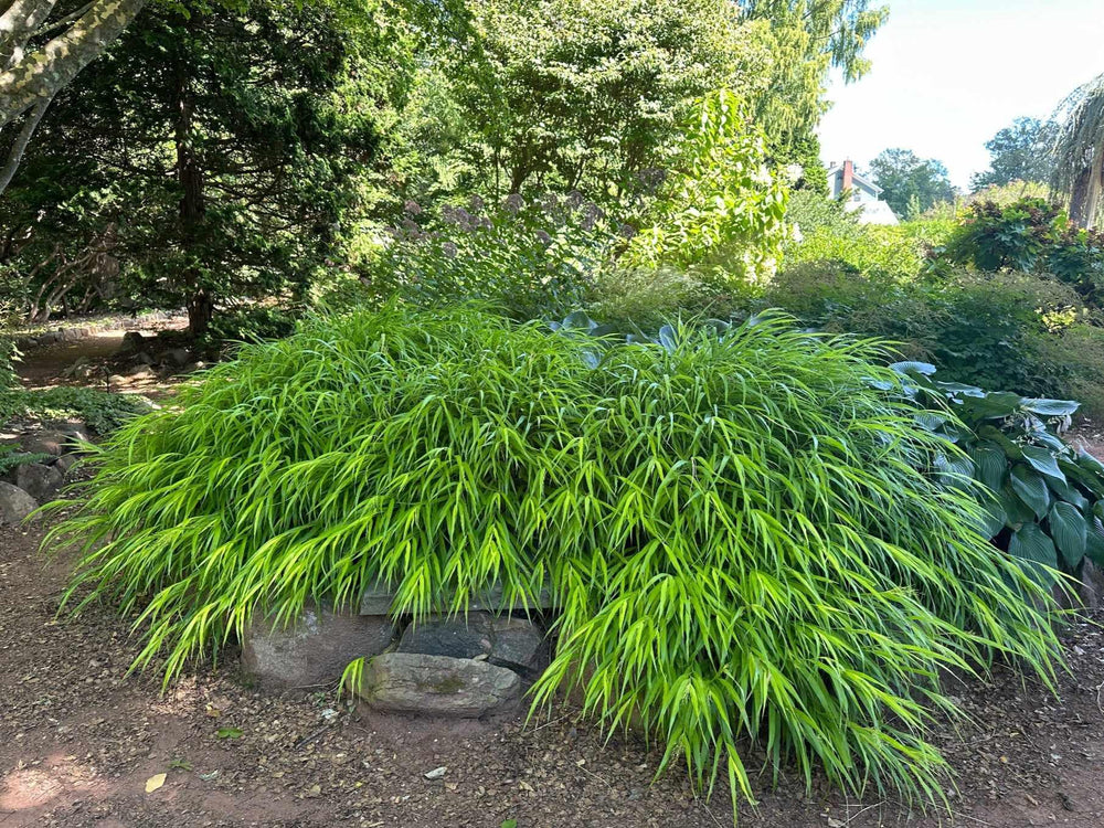 All Gold Japanese Forest Grass