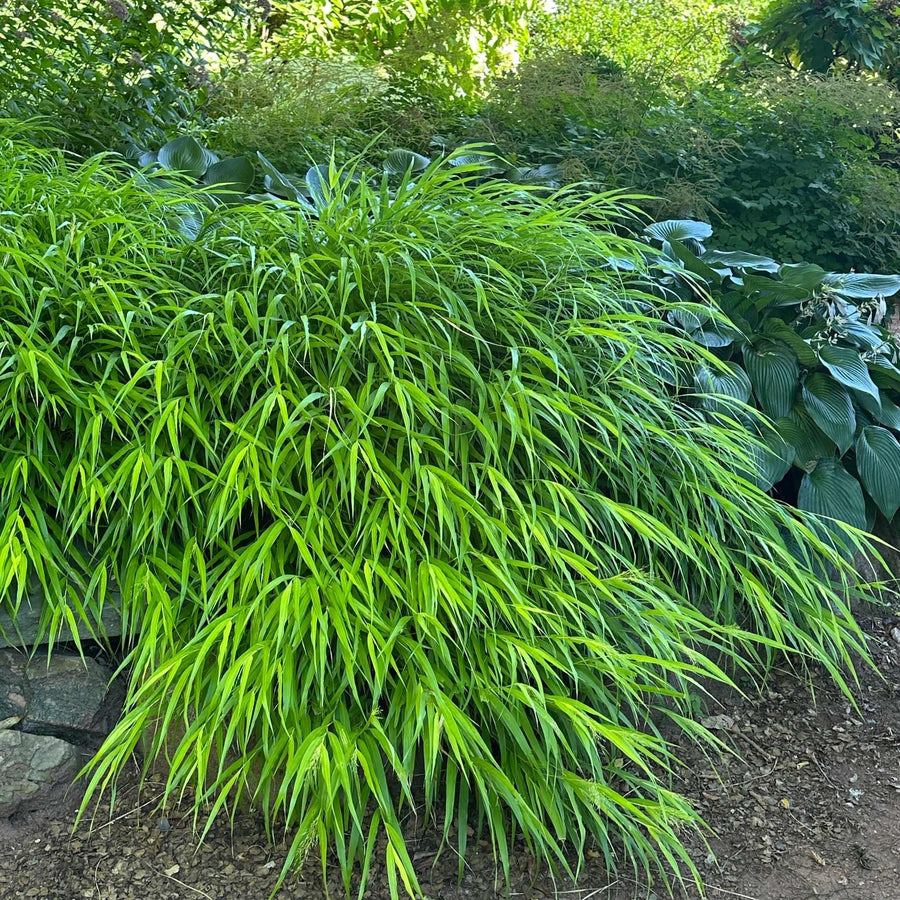 All Gold Japanese Forest Grass