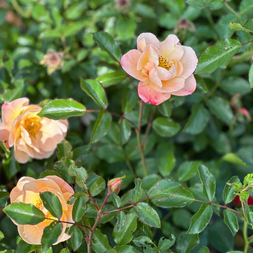 Amber Flower Carpet Rose