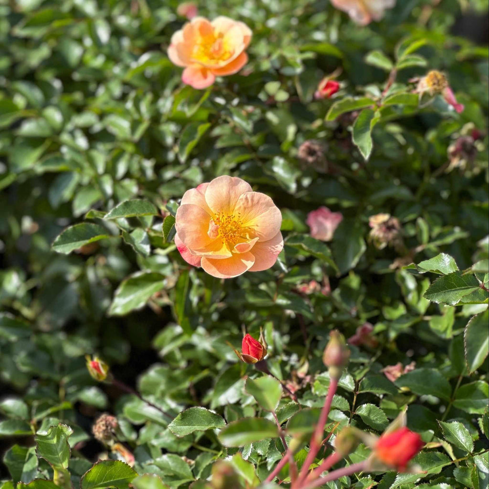 Amber Carpet Rose blooms |Spotswood Greenery