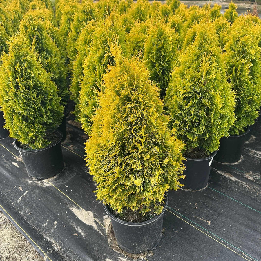 Amber Gold Arborvitae