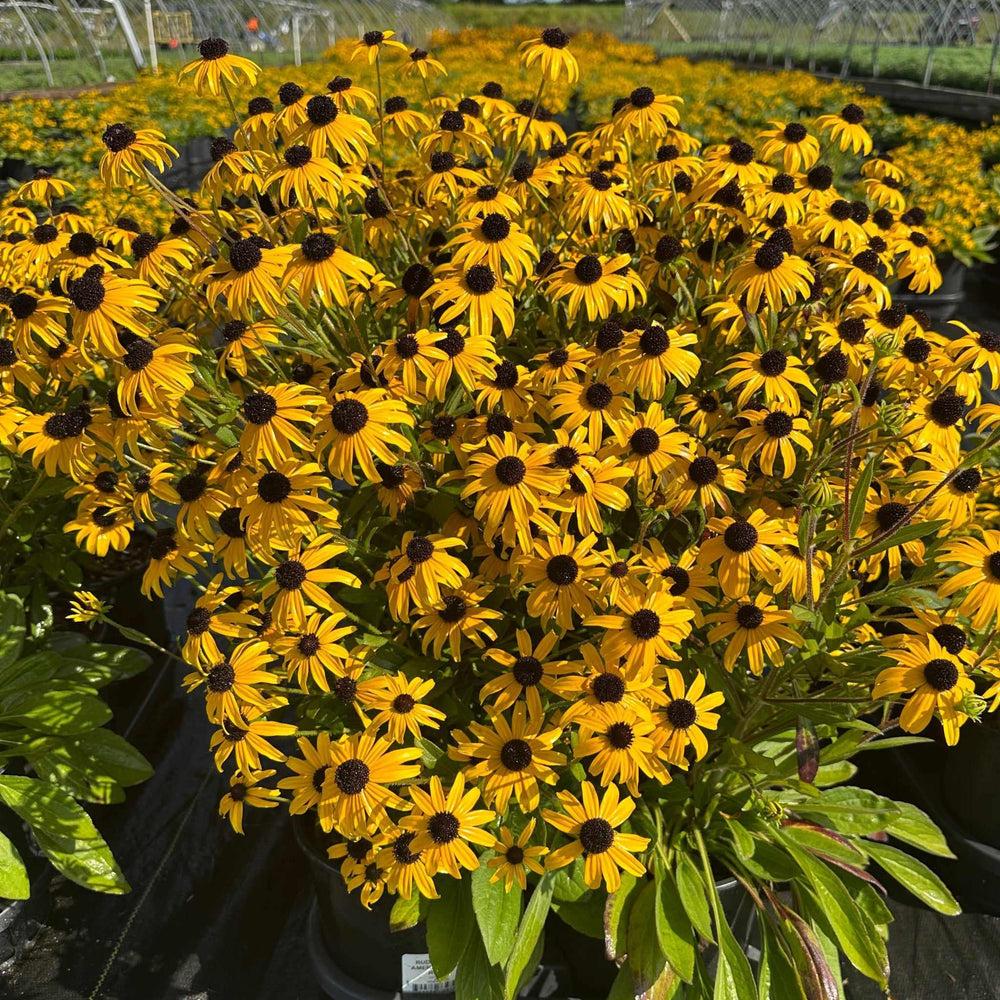 American Gold Rush Black-eyed Susan