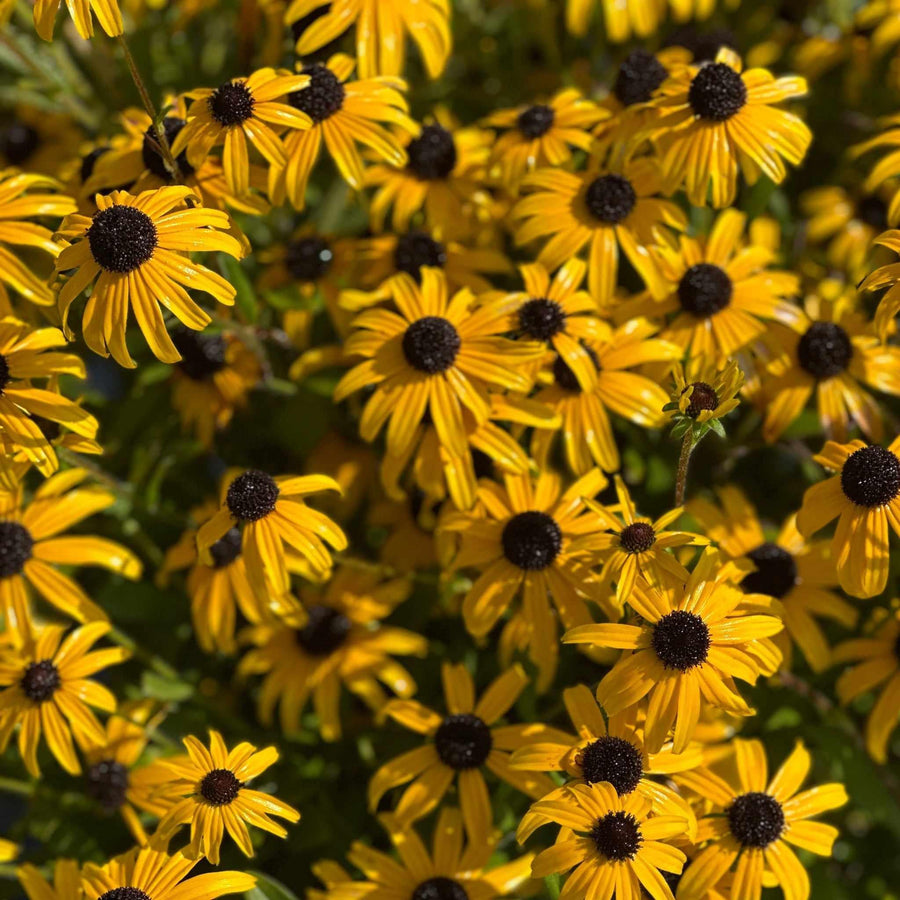 American Gold Rush Black-eyed Susan