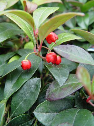 American Wintergreen