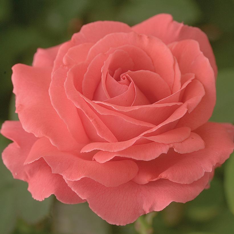America® Climbing Rose