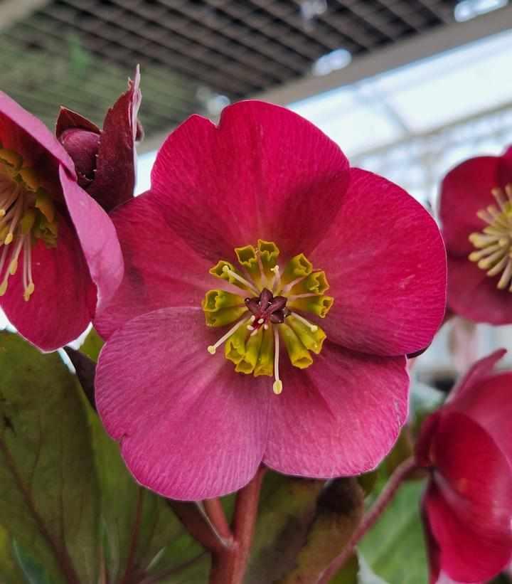 Anna's Red Lenten Rose