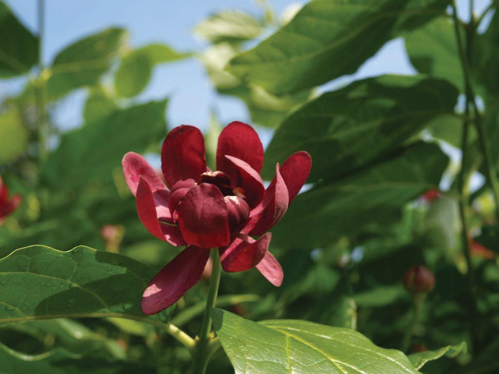 Aphrodite Sweetshrub