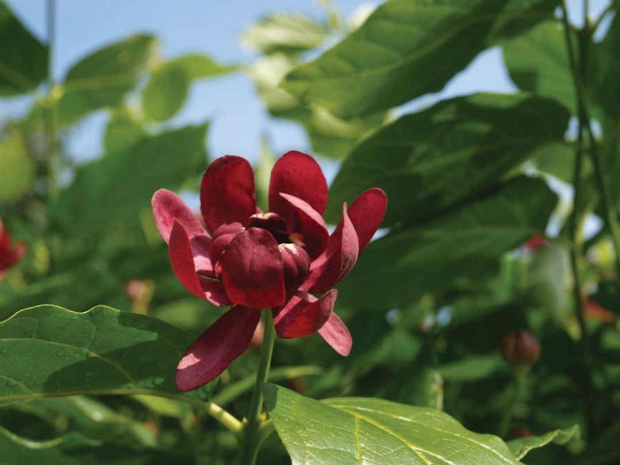 Aphrodite Sweetshrub