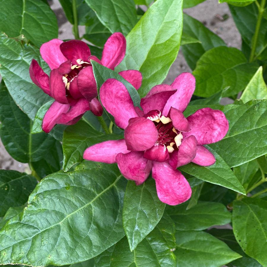 Aphrodite Sweetshrub