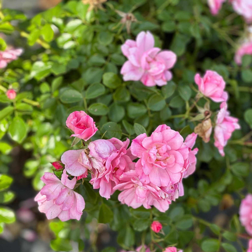 Apple Blossom Flower Carpet® Rose