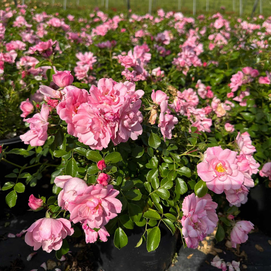 Apple Blossom Flower Carpet® Rose