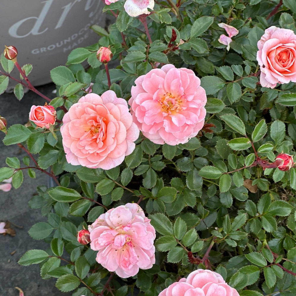 Apricot Drift® Rose