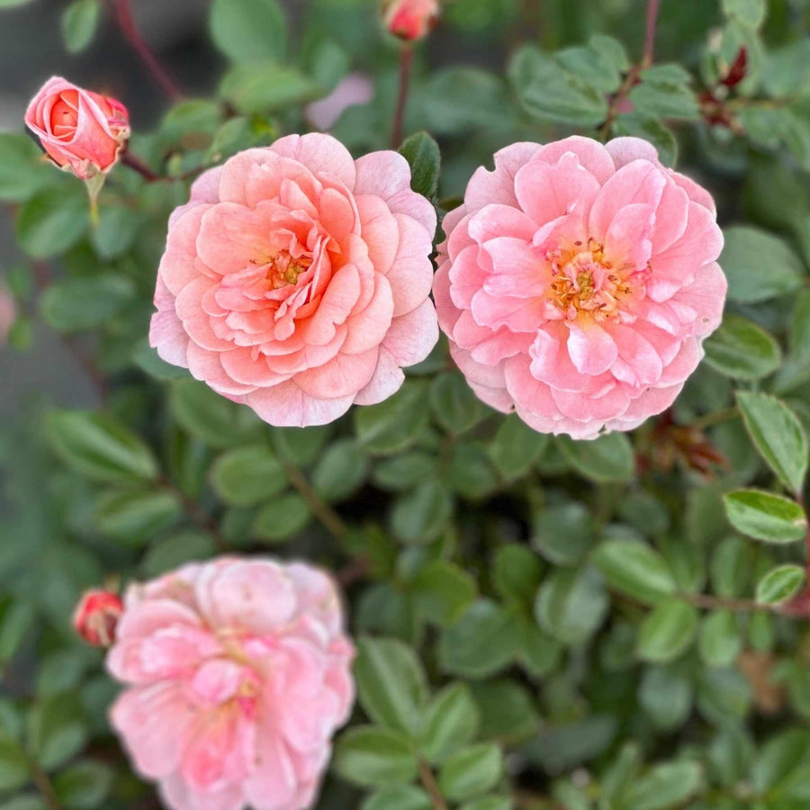 Apricot Drift® Rose