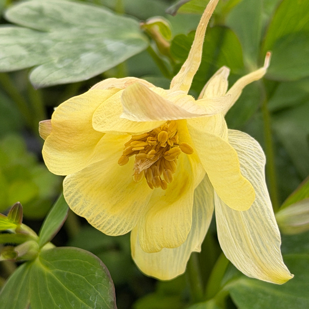 Earybird yellow columbine |Spotswood Greenery