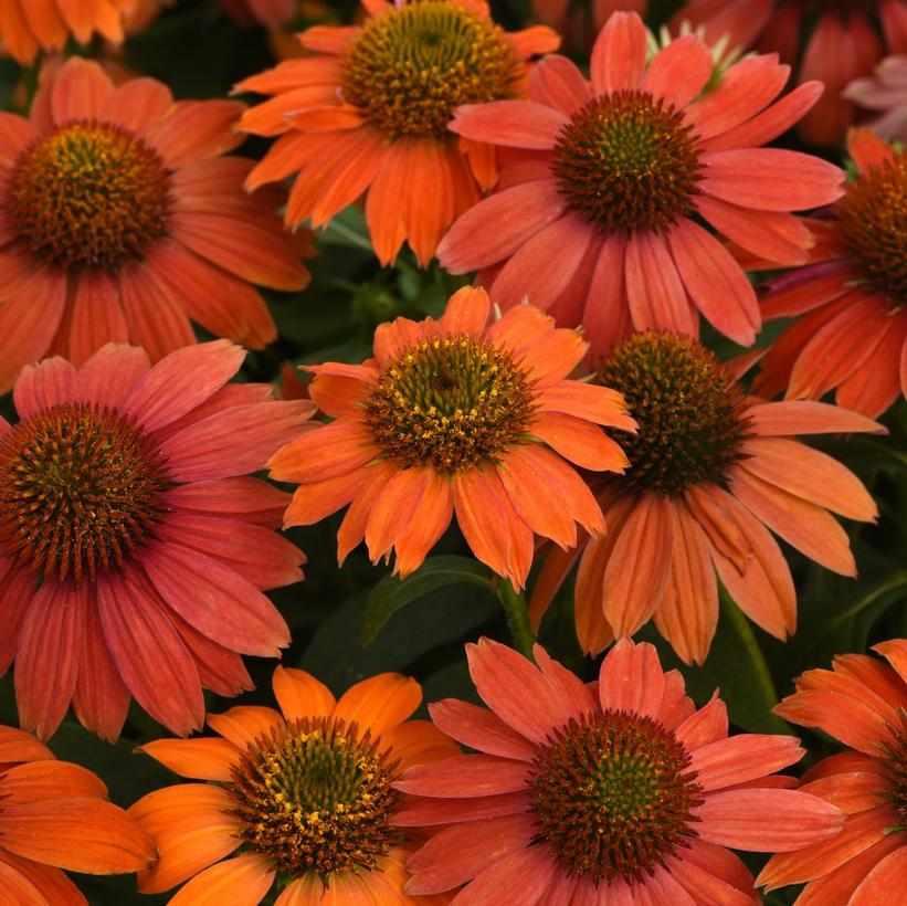Artisan® Red Ombre Coneflower
