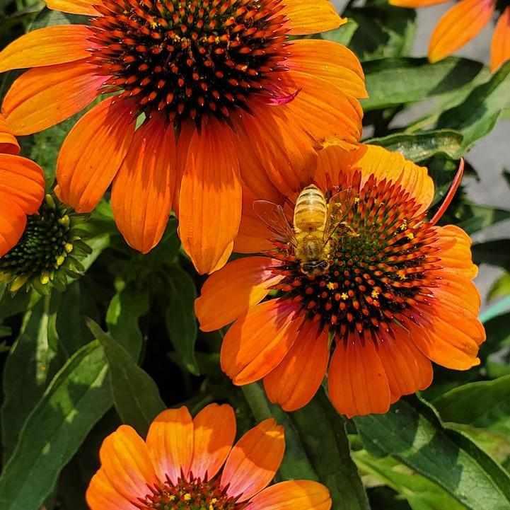 Artisan® Soft Orange Coneflower