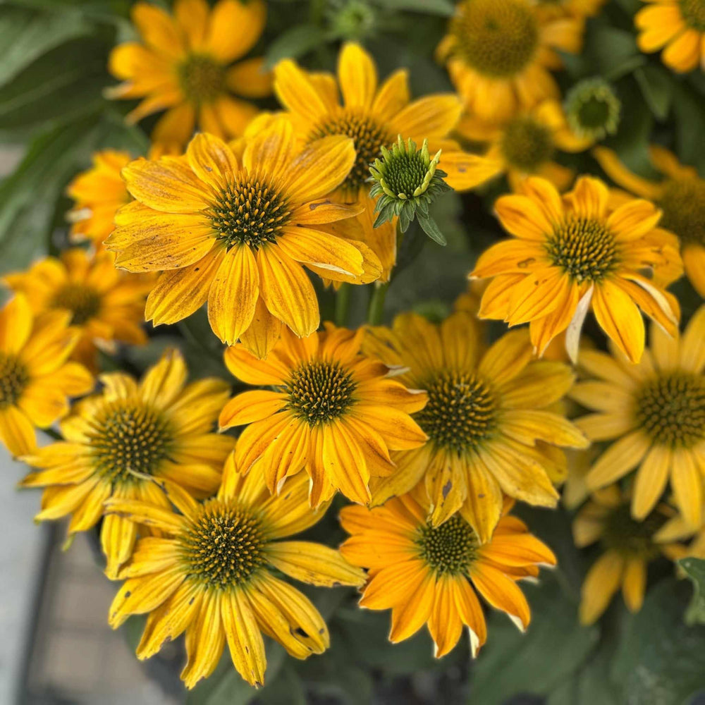Artisan® Yellow Ombre Coneflower
