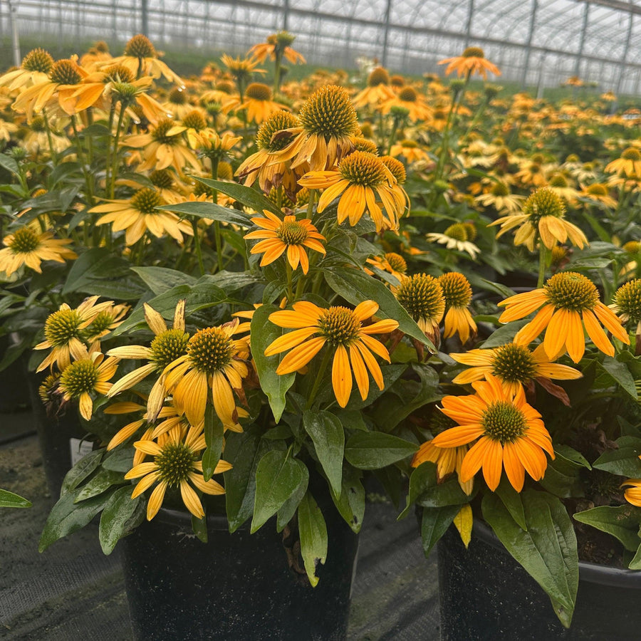 Artisan® Yellow Ombre Coneflower