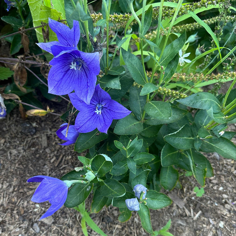Astra Blue Dwarf Balloon Flower