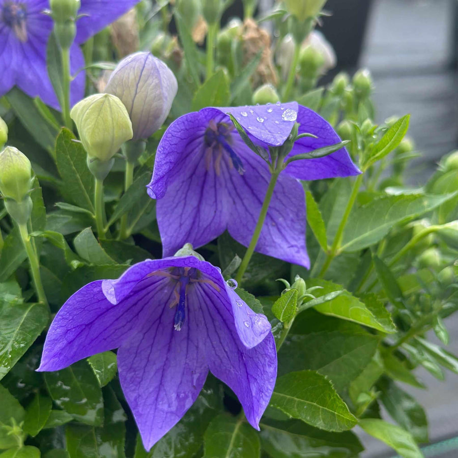 Astra Blue Dwarf Balloon Flower