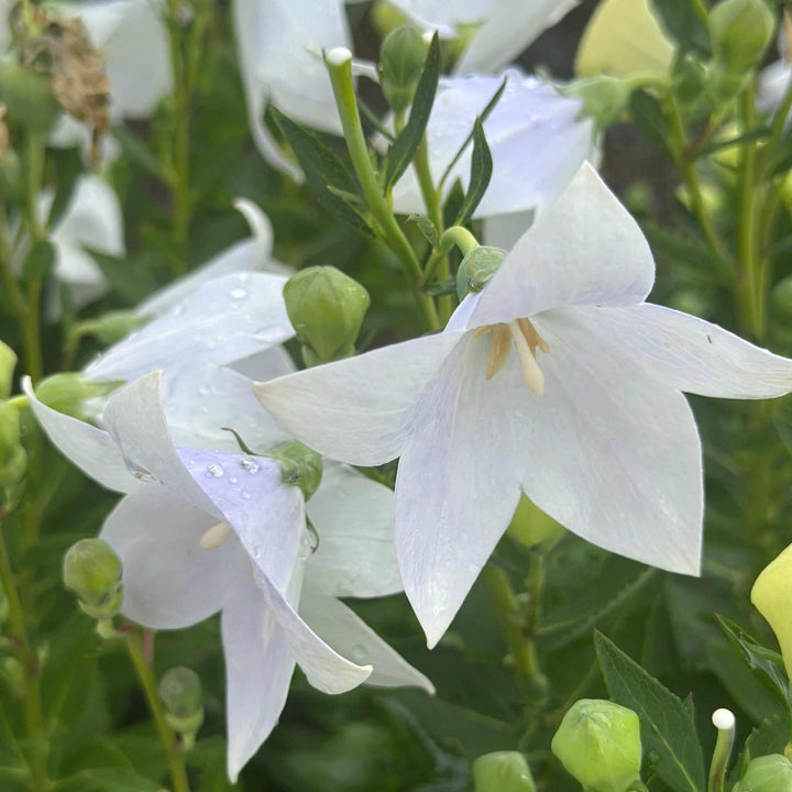 Astra White Balloon Flower |Spotswood Greenery