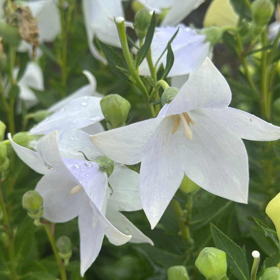 Astra White Balloon Flower