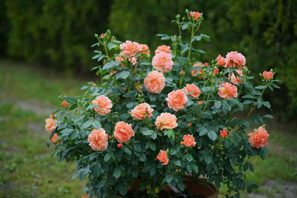 At Last® Rose