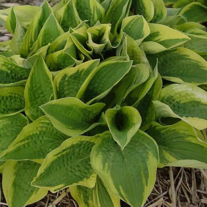 Aureo-marginata Hosta