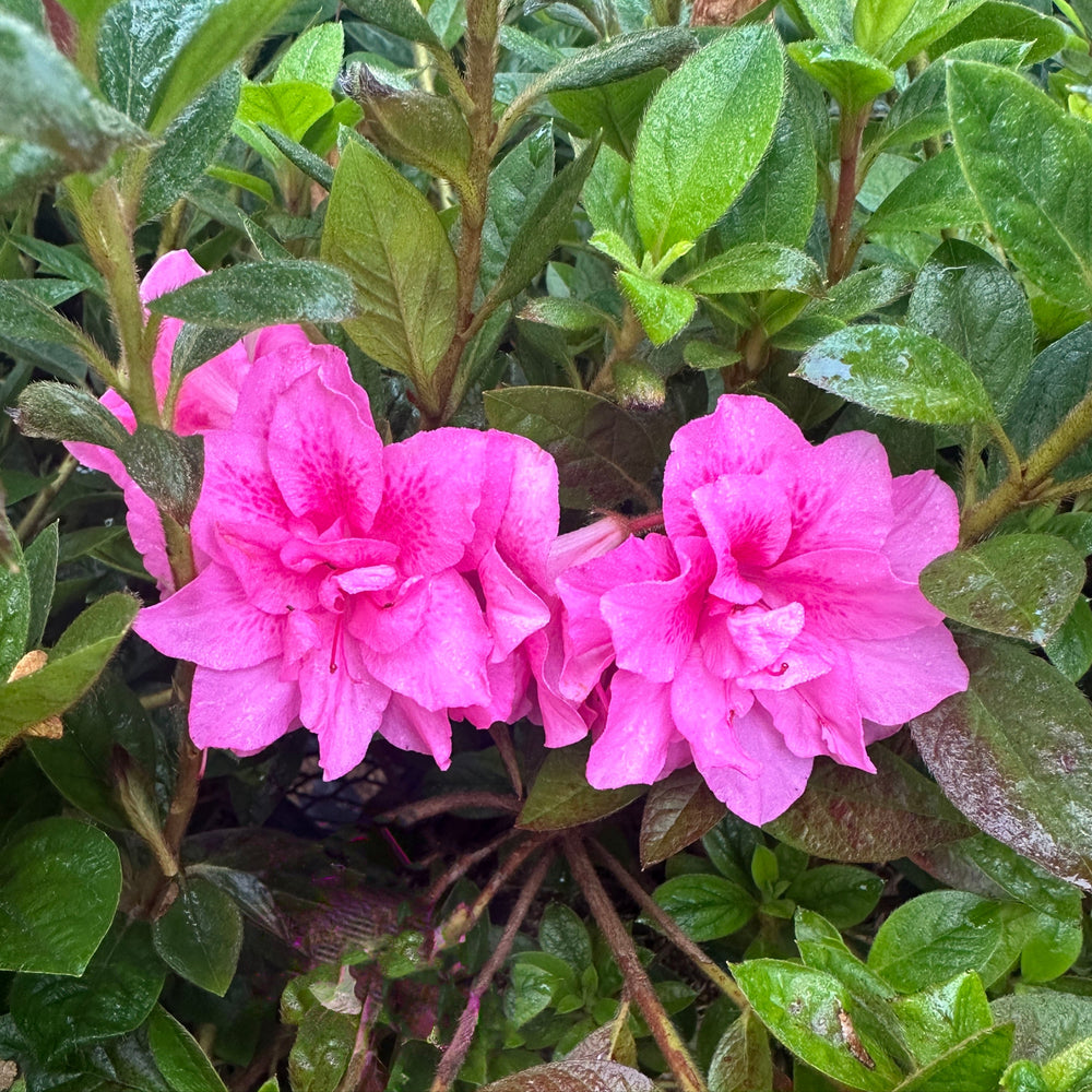 Autumn Carnation® Reblooming Azalea